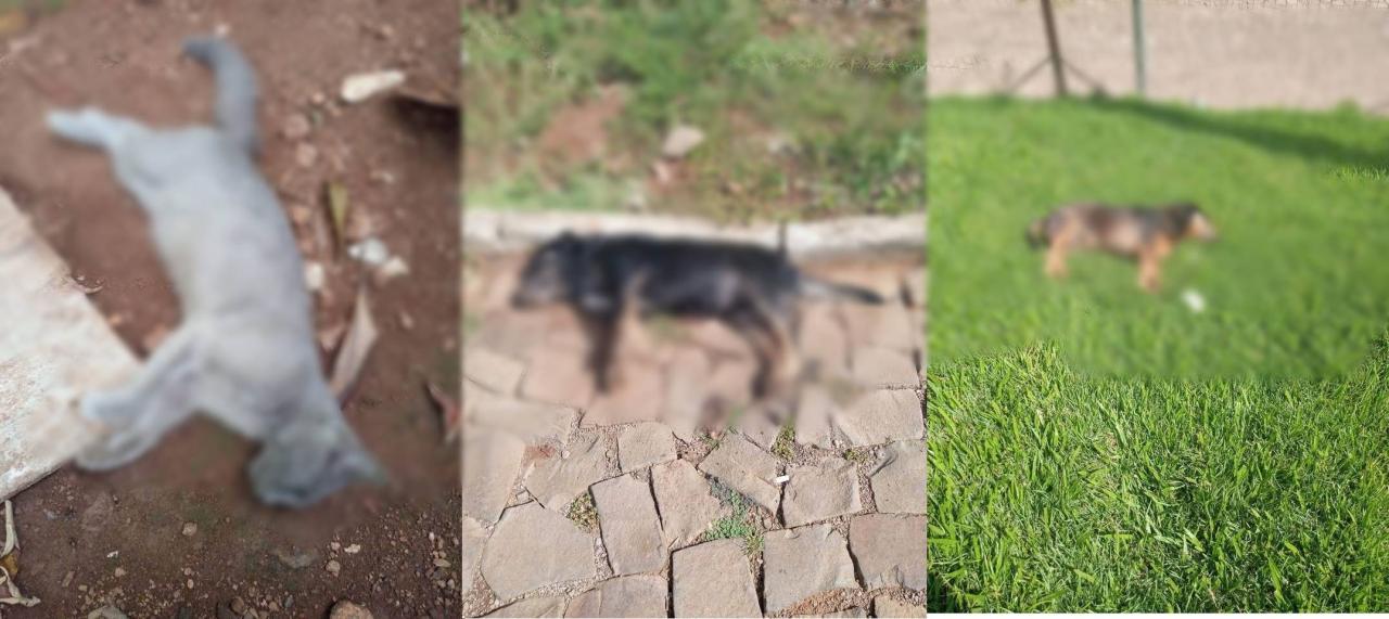 Animais são cruelmente mortos por envenenados em bairro de Gaurama