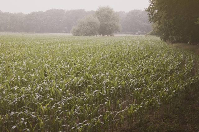 Chuvas devem trazer alívio para as lavouras do sul