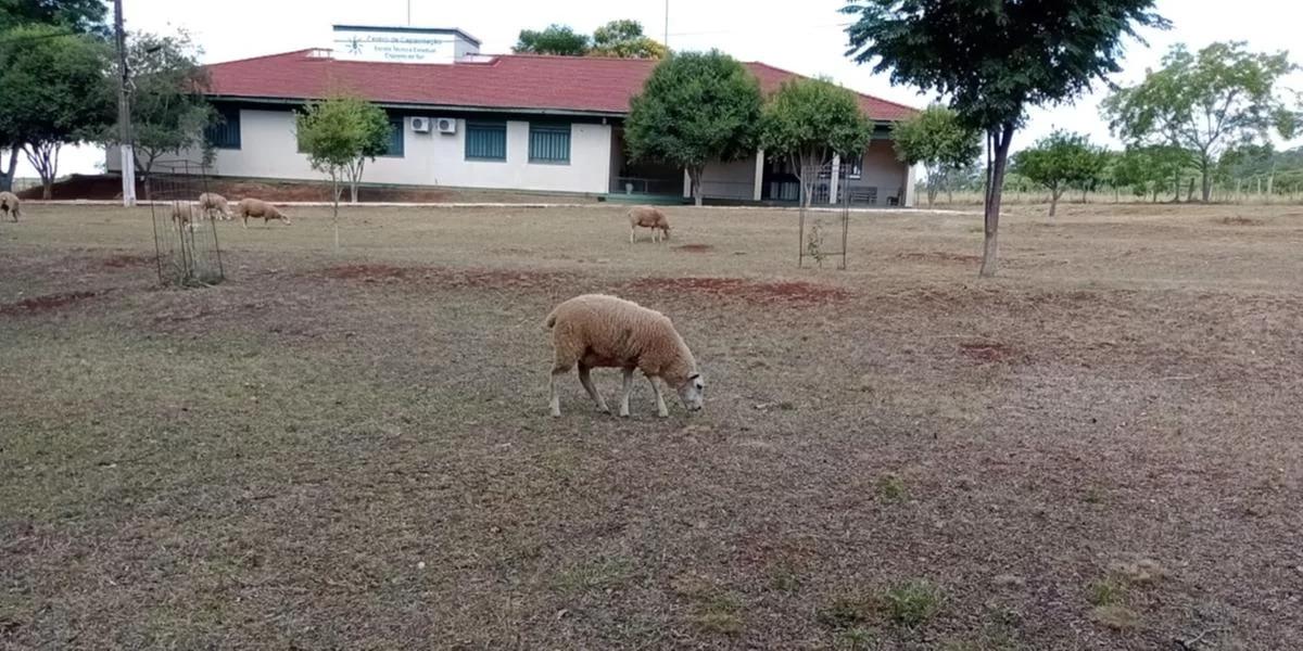Escolas agrícolas relatam problemas decorrentes da estiagem