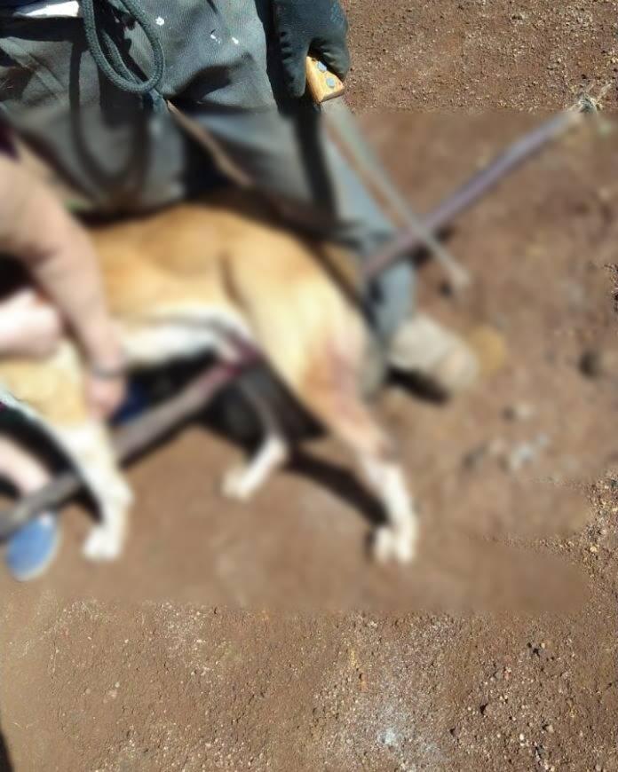Imagem forte: cão é empalado vivo em bairro de Joaçaba; polícia investiga o caso