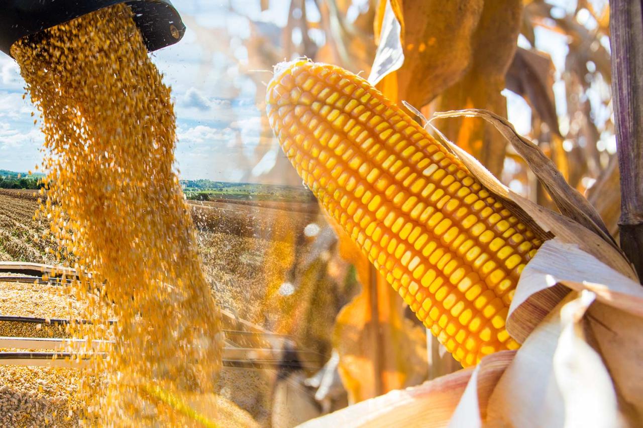 O processo de colheita do milho está progredindo de maneira gradual
