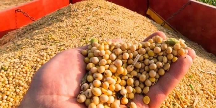 Estabilidade marca negociações de soja e derivados na Bolsa de Chicago