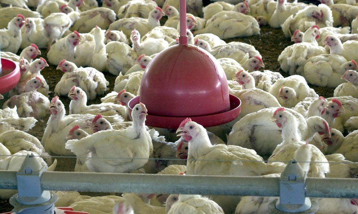 Morte por gripe aviária é confirmada pela OMS