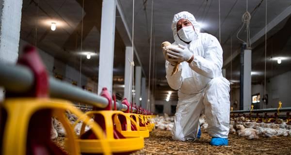 Criação do Centro de Operações de Emergência contra a Gripe Aviária pelo Governo