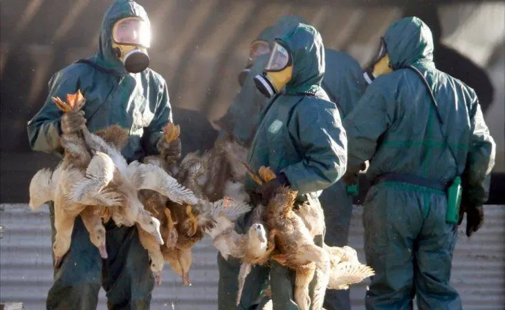 Crise da Gripe Aviária: Brasil Declara Emergência Zoossanitária