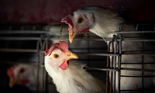 Descartada suspeita de gripe aviária em humano no ES