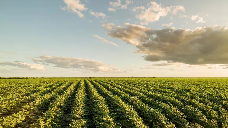 Liquidez da soja BR aumenta com câmbio e prêmio, diz Cepea