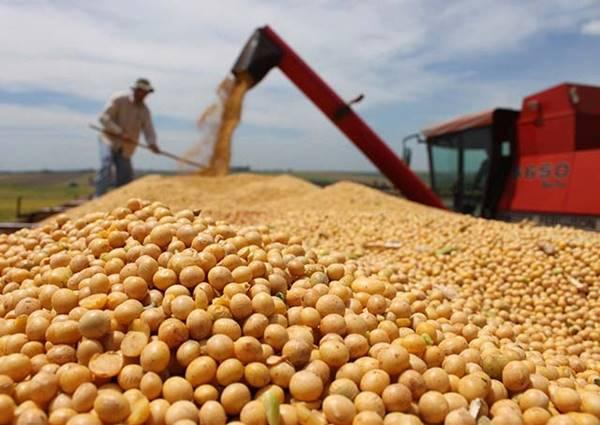 Soja em queda na Bolsa de Chicago após feriado: clima e finanças em foco