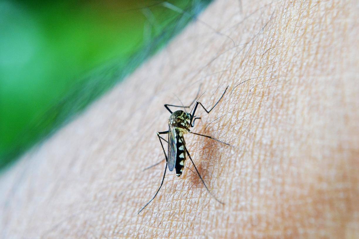 Três crianças já morreram por dengue no RS em 2023