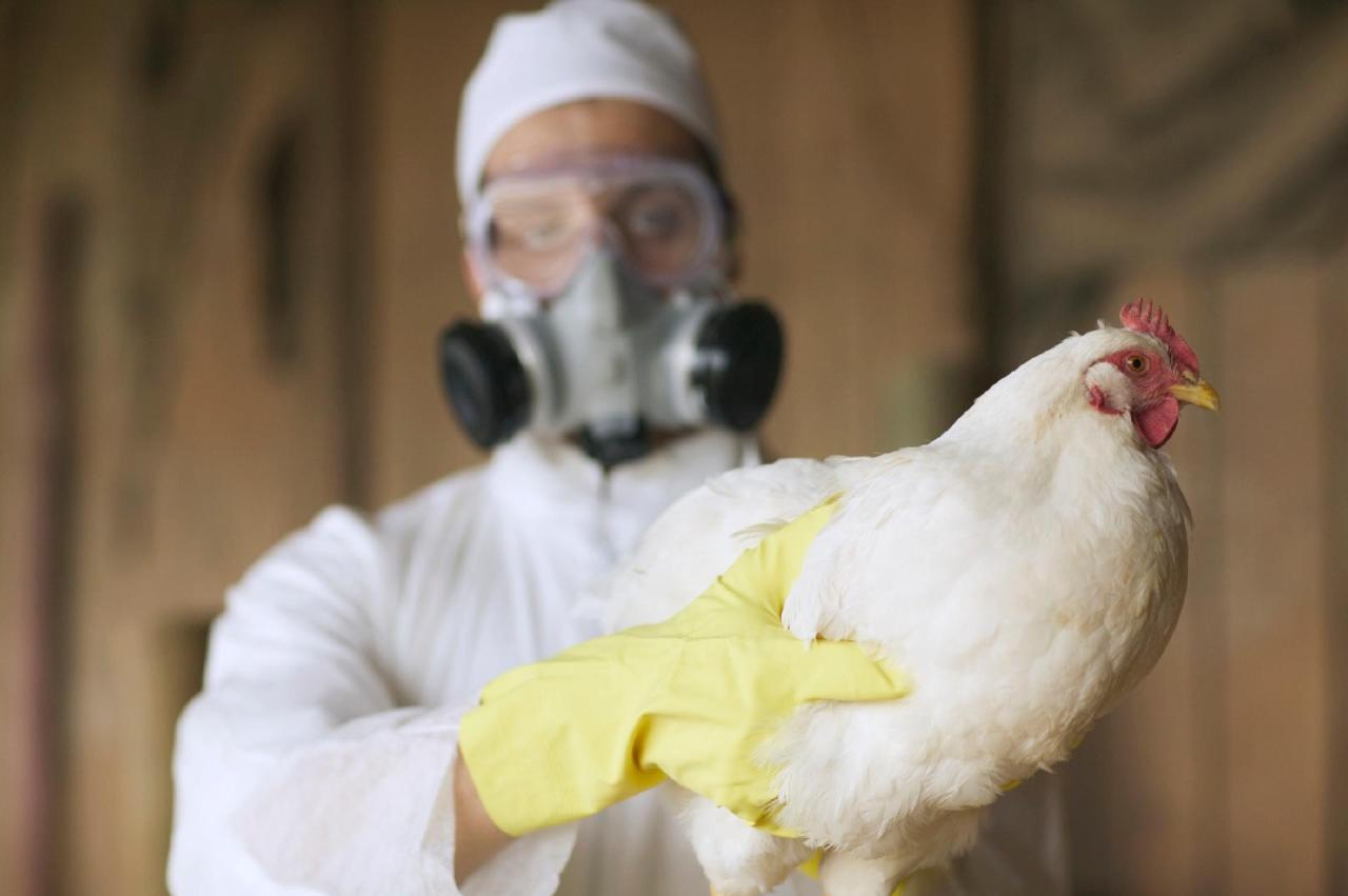 Vacinação de aves contra gripe aviária pode prevenir pandemia, diz órgão de saúde animal
