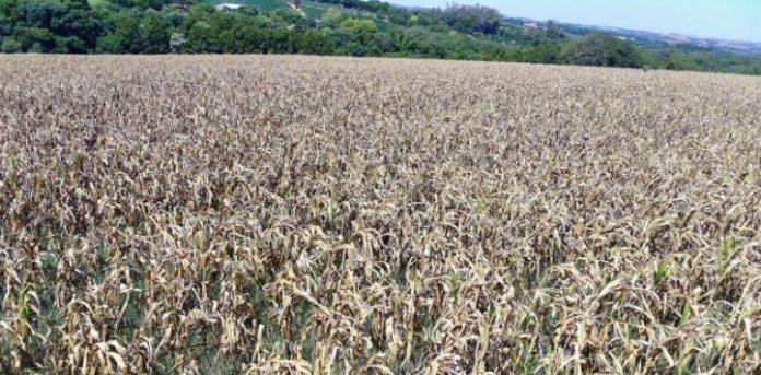 El Niño pode ser mais intenso e trazer impactos significativos no Brasil