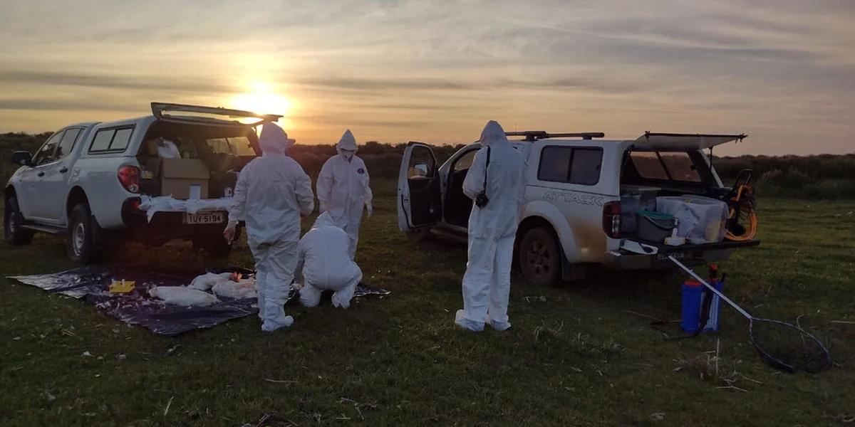 ESEC do Taim interditada após morte de 60 aves por suspeita de gripe aviária