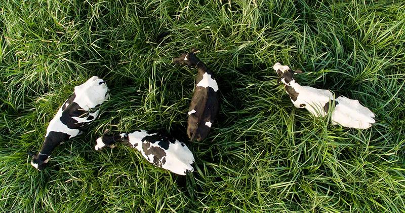 Governo busca alternativas contra importação de lácteos do Mercosul