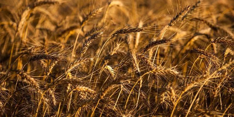 O plantio de trigo pode ser afetado pelo El Niño