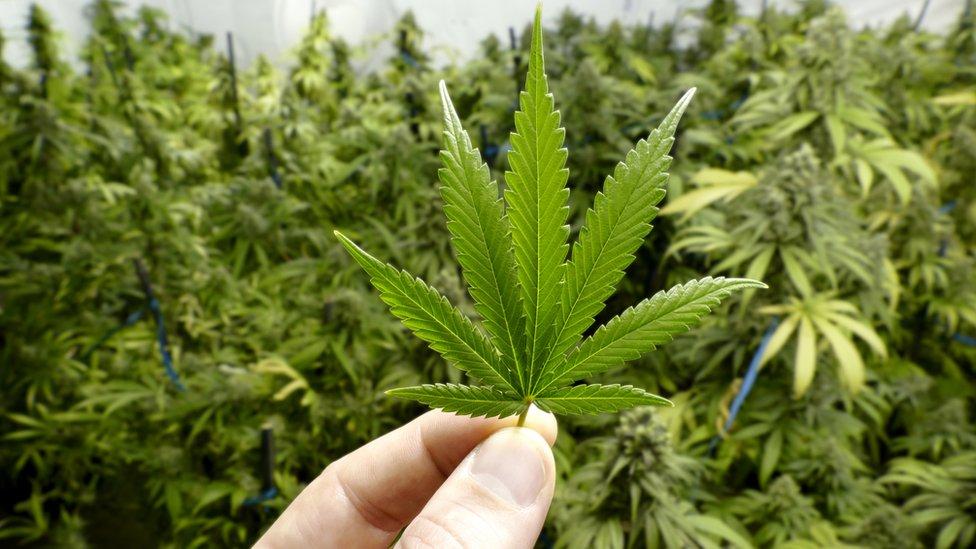 STJ autoriza paciente com ansiedade a cultivar maconha para tratamento medicinal