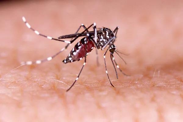 53 mortes por dengue registradas no RS em 2023