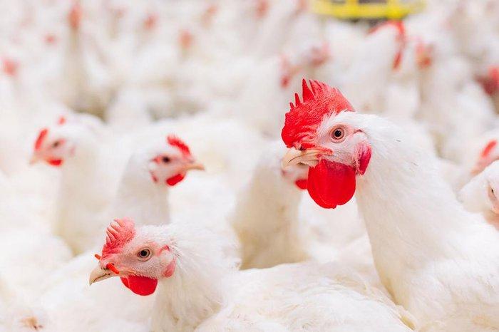 Gripe Aviária: Rio Grande do Sul em Emergência