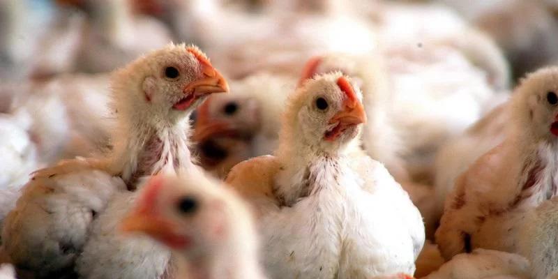 Santa Catarina confirma primeiro caso de gripe aviária em ave doméstica
