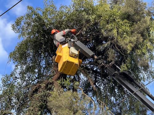 Secretaria de Meio Ambiente inicia a remoção manual de parasitas das árvores na Praça da Bandeira
