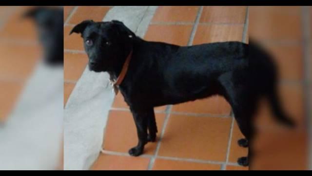 Neto encontra avô abusando de cachorro da família em SC