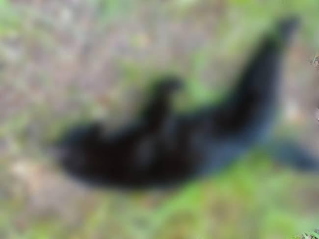 PATRAM investiga envenenamento de gatos no bairro Novo Horizonte