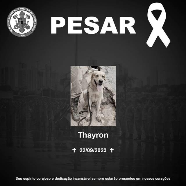 Cão de resgate dos Bombeiros falece durante missão em Bom Retiro do Sul