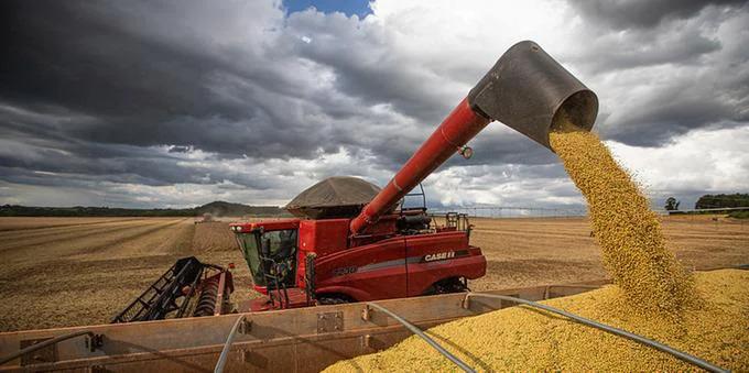 Mercado futuro da soja em Chicago apresenta quedas na manhã desta terça-feira