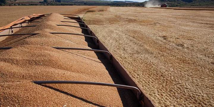 Conab anuncia leilões de trigo com oferta de 154,8 mil toneladas em apoio à comercialização