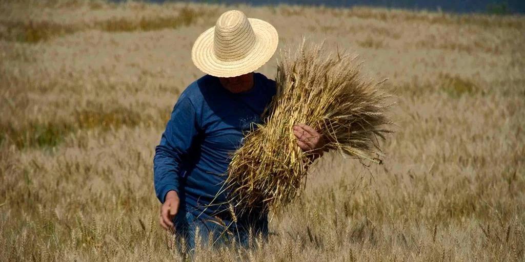 Desafios Agrícolas: Perda na produção de trigo preocupa produtores gaúchos