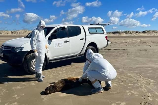 Gripe aviária já matou mais de 500 mamíferos aquáticos no RS