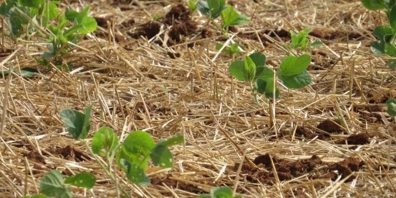 Plantio da safra de soja 2023/2024 no Rio Grande do Sul supera desafios climáticos