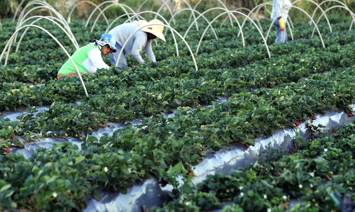 Renegociação facilitada para agricultores familiares