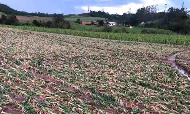 Cheias no RS: Produtores avaliam prejuízos na agropecuária
