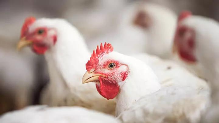 De janeiro a outubro, exportações de carne de frango do RS diminuem em volume e receita