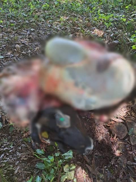 Ladrões abatem e fogem com a carne de bovino no interior de Concórdia