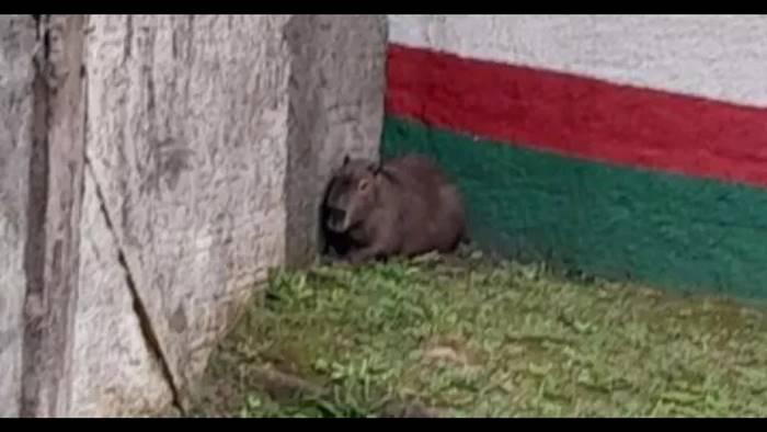 Presença de Capivara assustou e impediu acesso de visitantes em presídio de SC