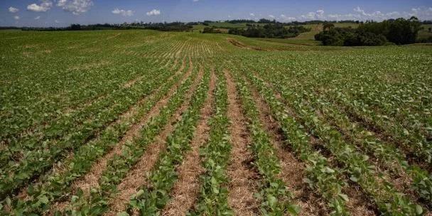 Calor favorece plantio de soja em áreas úmidas