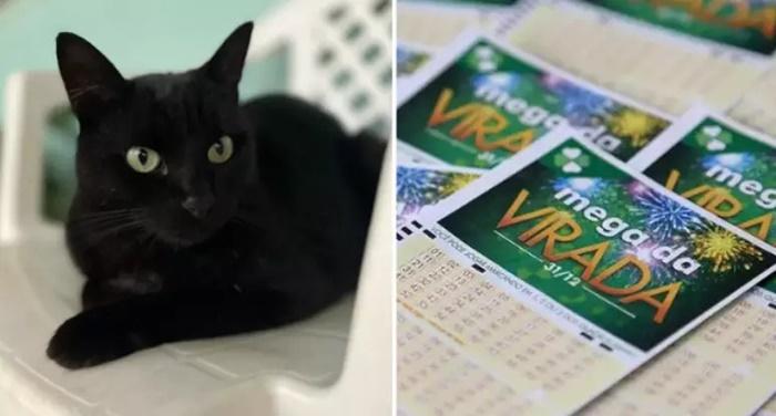 Gato vidente prevê números da Mega da Virada