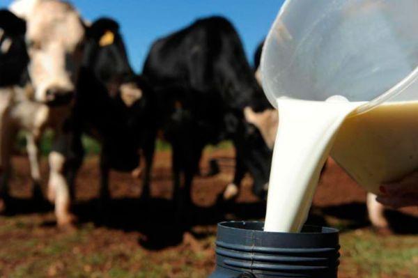 Queda significativa na produção do leite devido ao excesso de chuva e calor