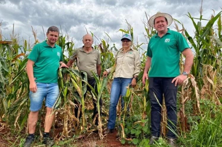 Agricultores enfrentam desafios com variedade de milho de alta tecnologia