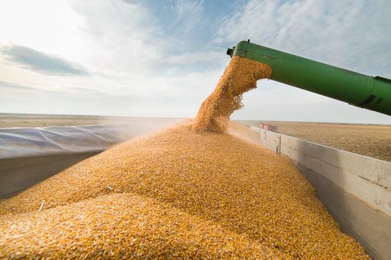 Argentina retoma liderança na exportação de trigo para o Brasil diante de desafios na produção nacional
