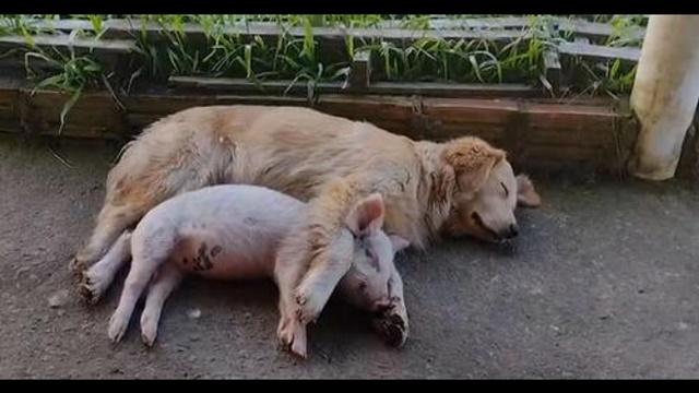Cadela adota porquinha e criam laço de amizade