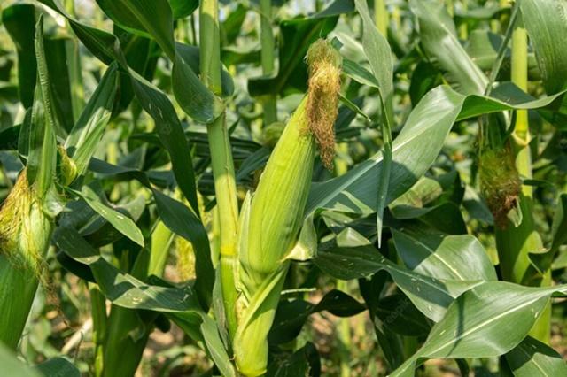 Colheita de milho no RS promete ser boa, porém abaixo das expectativas