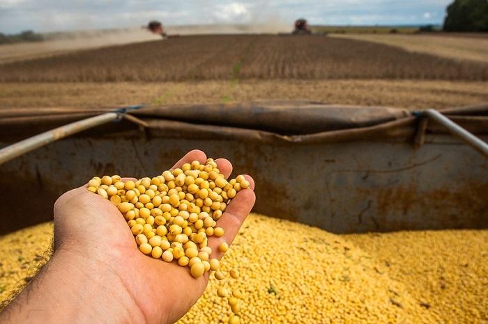 Mercado de Futuros da Soja: Volatilidade persiste com rumores de cancelamento de compras pela China