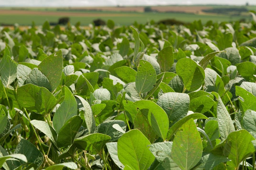 Sinais de déficit hídrico impactam safra de soja no Rio Grande do Sul