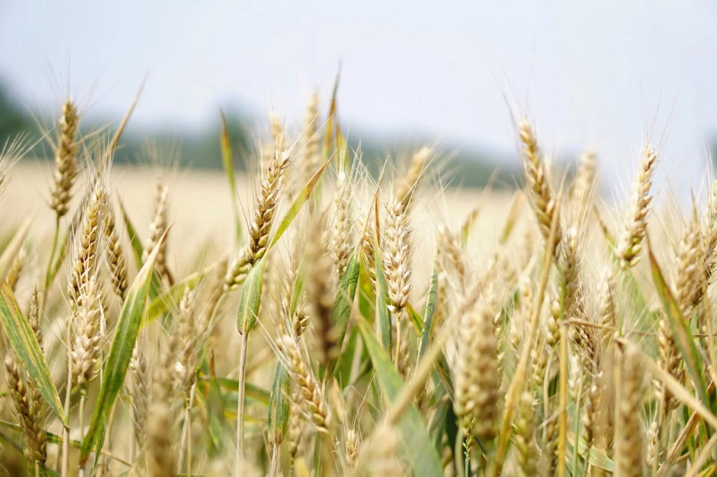 Aumento das importações de trigo argentino abastece moinhos no Rio Grande do Sul