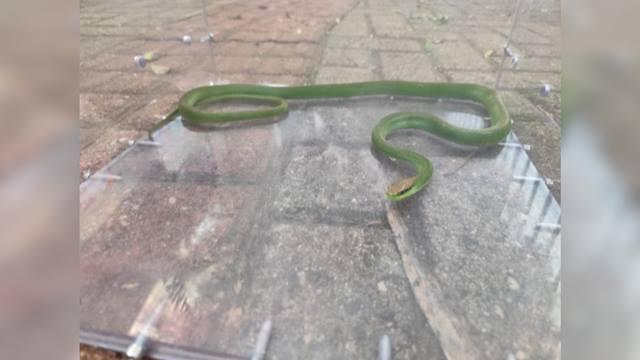 Cobra venenosa é encontrada em ônibus escolar em Chapecó