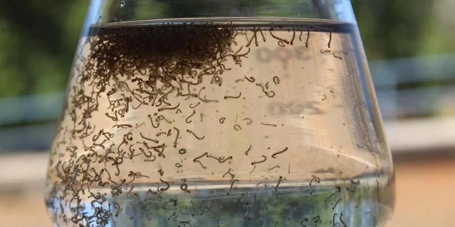 Emater/RS-Ascar intensifica combate à dengue em municípios gaúchos