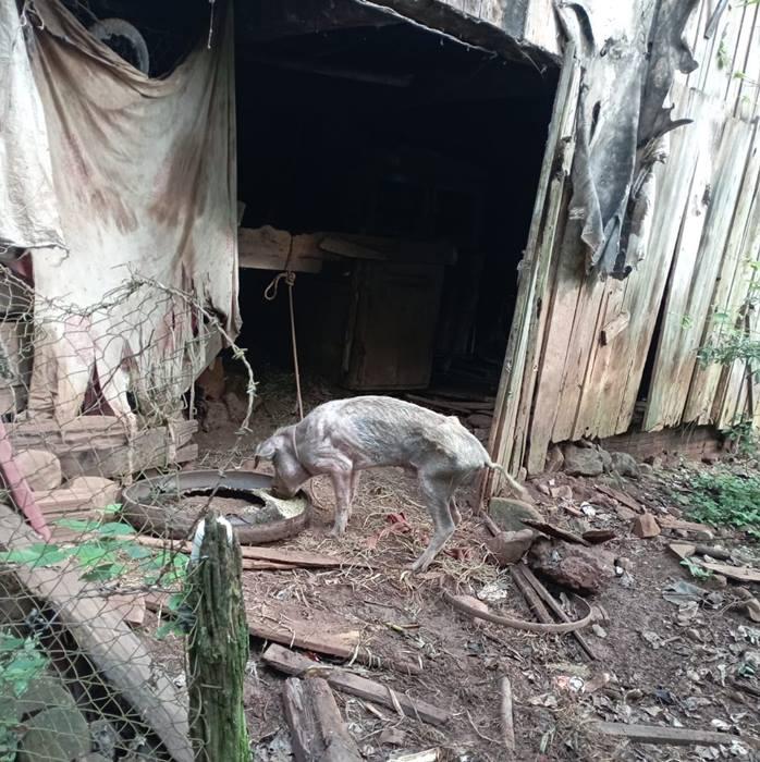 Homem é preso em flagrante por crueldade contra animais