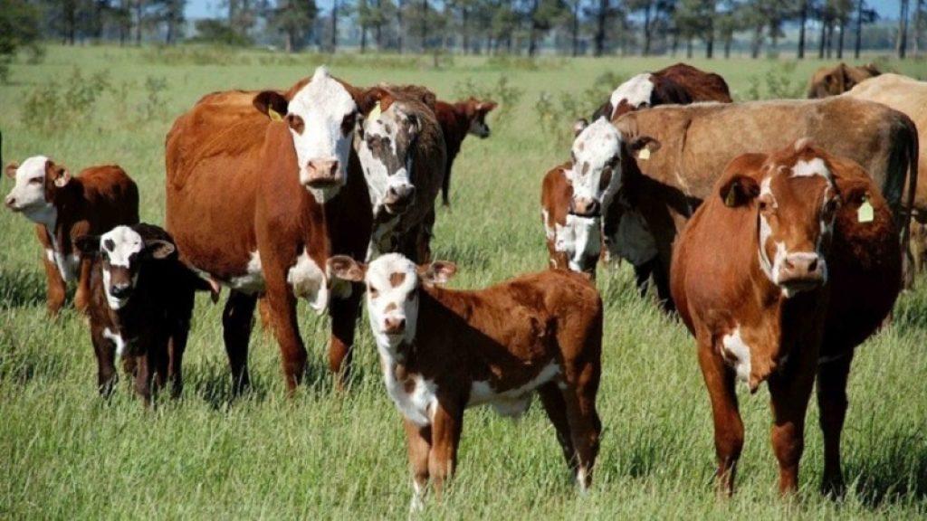 Inicia hoje o prazo para declaração anual de rebanho no Rio Grande do Sul